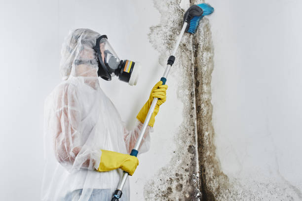 Why You Should Choose Our Mold Remediation Services in Dock Junction, GA