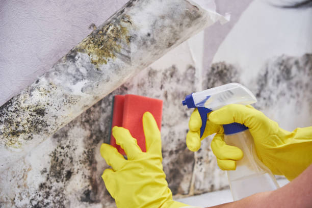 Best Attic Mold Removal in Dock Junction, GA