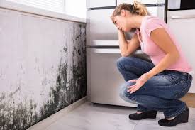 Best Environmental Consulting for Mold Prevention in Dock Junction, GA